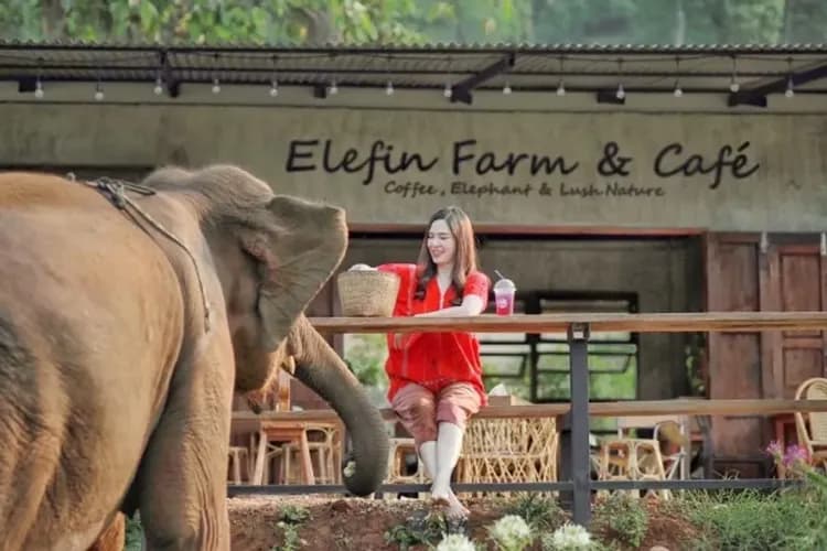 大象網美咖啡廳(含飲料一杯+餵食大象點心)