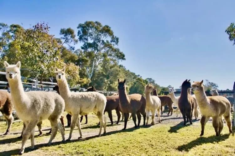 羊駝農場(餵羊駝體驗)