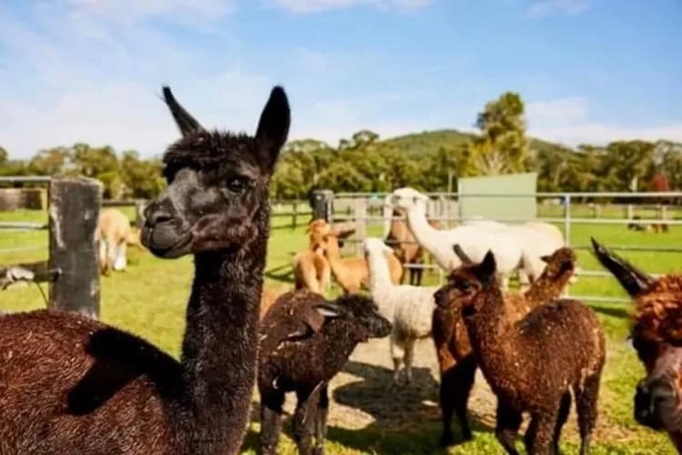 吉享雪梨~雪梨印象港灣、藍山國家公園、品酒趣餵羊駝、費瑟戴爾動物園八日-7