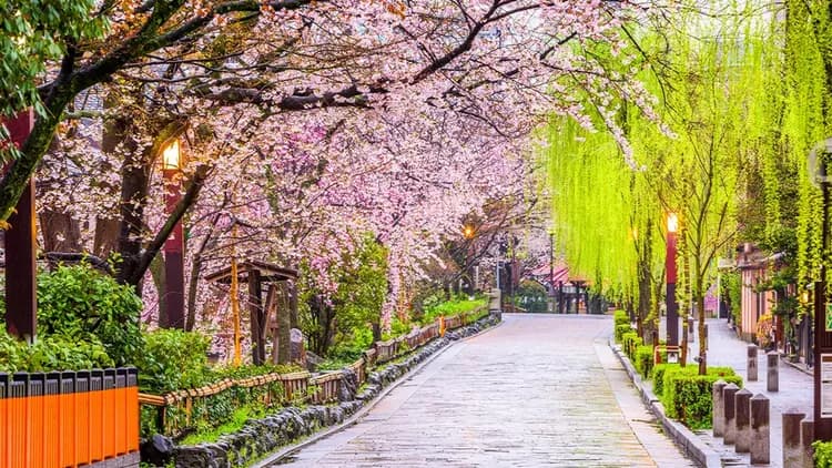 【櫻花季限定-京都一日遊】京都伏見十石舟&七古川賞櫻一日遊|大阪/京都出發-5