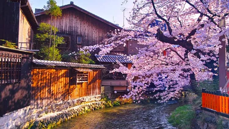 【櫻花季限定-京都一日遊】京都伏見十石舟&七古川賞櫻一日遊|大阪/京都出發-7