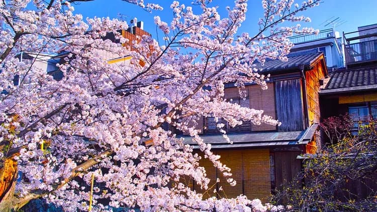 【櫻花季限定-京都一日遊】京都伏見十石舟&七古川賞櫻一日遊|大阪/京都出發-6