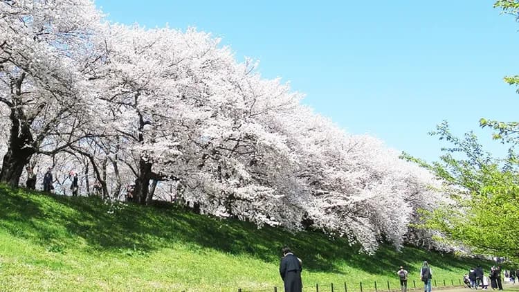 【櫻花季限定-川越一日遊】東京川越小江戶賞櫻一日遊|東京/新宿出發-5