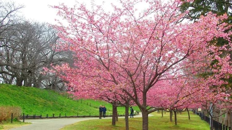 【櫻花季限定-川越一日遊】東京川越小江戶賞櫻一日遊|東京/新宿出發-7