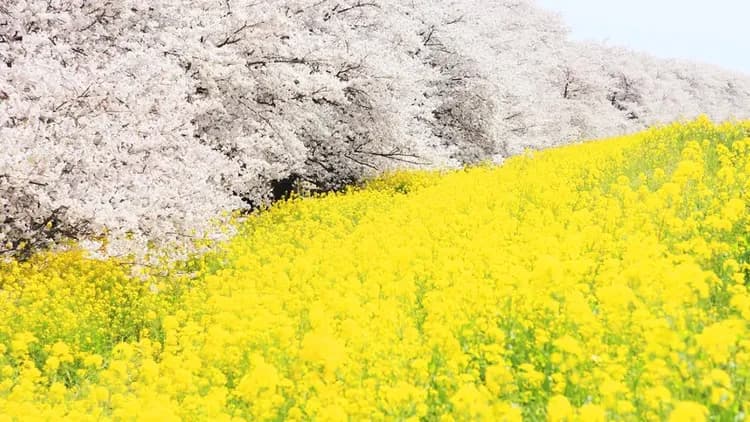 【櫻花季限定-川越一日遊】東京川越小江戶賞櫻一日遊|東京/新宿出發-9