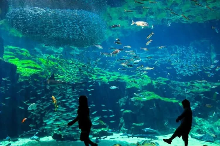 日本百景九十九島(遊覽船+水族館+挖珍珠)