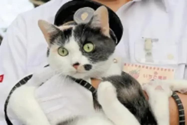 日本最萌「貓咪車站」和歌山電鐵・貴志川線