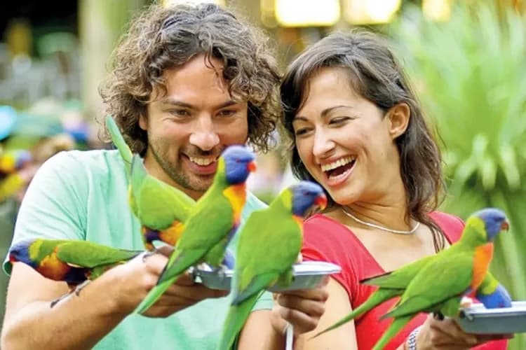 東澳深度全覽~雪梨印象港灣、生態黃金海岸、塔斯馬尼亞、墨爾本企鵝歸巢13日-5