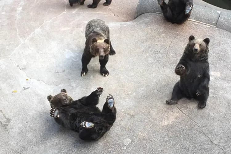 熊牧場(贈蘋果或餅乾餵食)