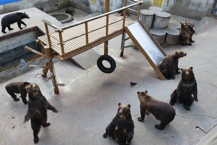 熊牧場(贈蘋果或餅乾餵食)