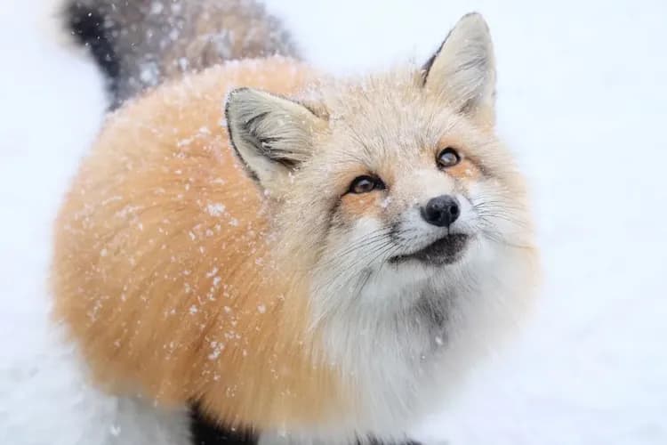 藏王狐狸村(觀光局提供)-藏王狐狸村