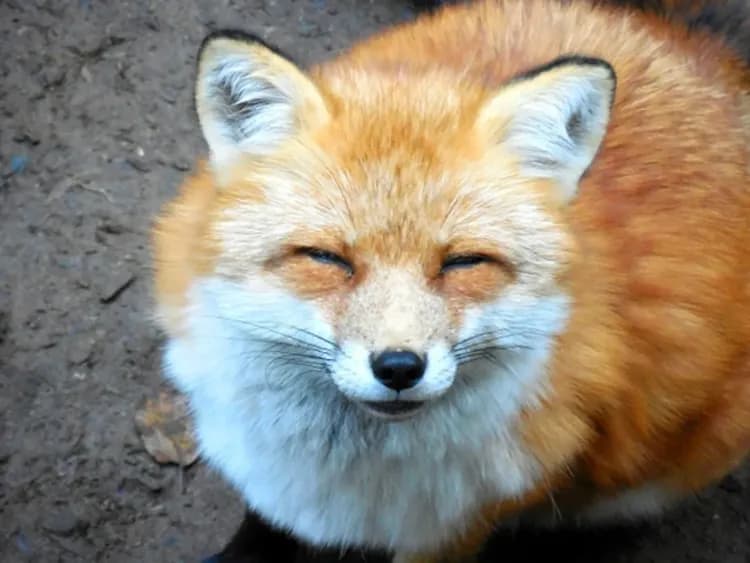 東北雪舞紛飛~藏王樹冰纜車、最上川雪見舟、松島銀山溫泉、秋田縱貫鐵道五日-10