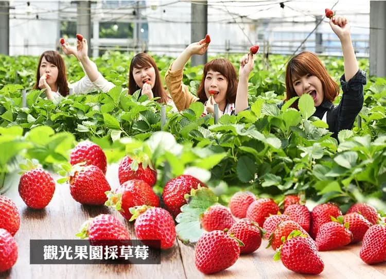 星雪戀北陸飛驒小京都5日‧新穗高纜車.白川鄉合掌村.採草莓體驗.兼六園.雪見庄川峽遊船.雙溫泉螃蟹吃到飽-6