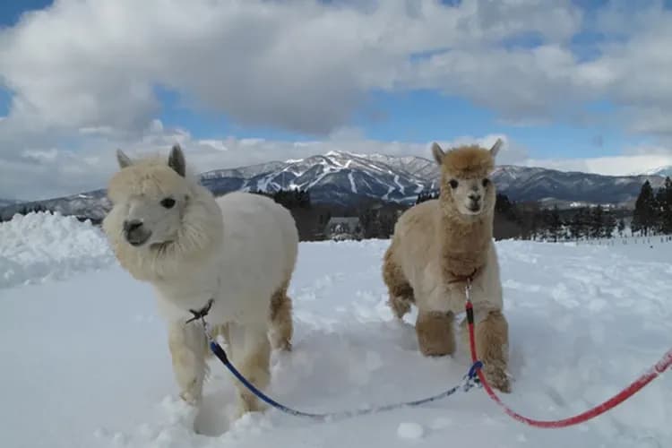 冬戀閃亮北陸~名花彩燈祭、合掌村兼六園、牧歌之里戲雪、名古屋萬怡五日-11