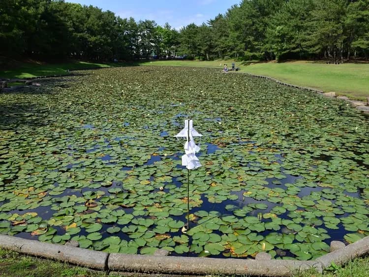 【宮崎油津港出發】岸上觀光5~8小時包車自由行|宮崎觀光一日遊推薦-10