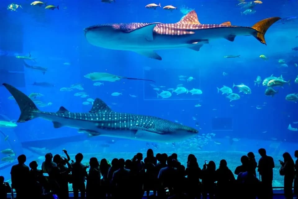 沖繩暑假親子跟團景點 美麗海水族館