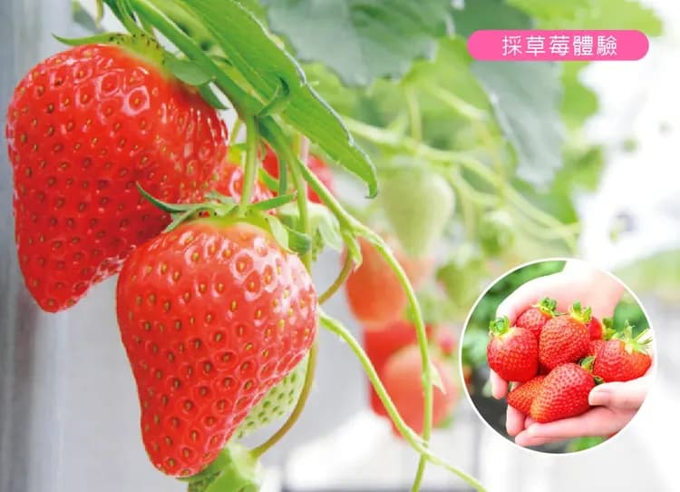 北陸冬物語雙溫泉5日.金箔體驗.恐龍博物館.兼六園.名花之里彩燈.樹冰御在所纜車.採果樂.和牛涮涮鍋(小松進名古屋出)-6