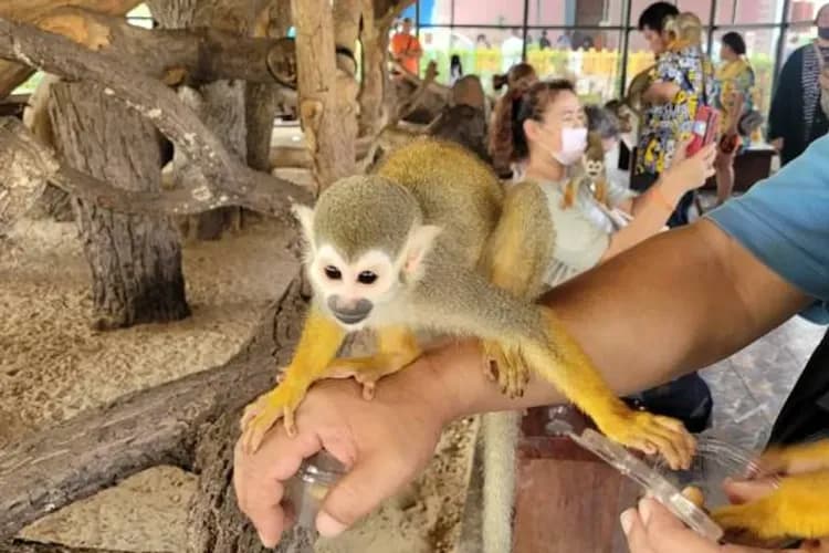 大城動物園(可自費和各種動物互動拍照)