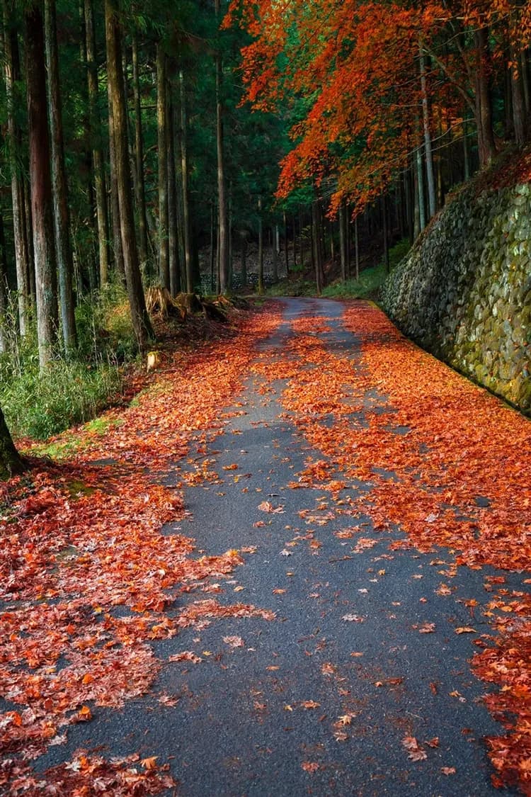 三零深度東京|全程無自理餐.無自費.日光東照宮.華嚴瀑布.水戶偕樂園.輕井澤.箱根富士五湖.里根場合掌村八日|高雄來回-6