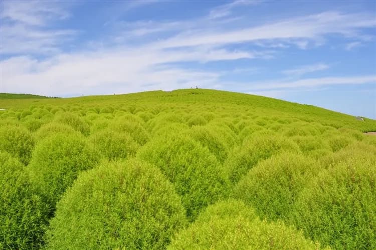 三零深度東京|全程無自理餐.無自費.日光東照宮.華嚴瀑布.水戶偕樂園.輕井澤.箱根富士五湖.里根場合掌村八日|高雄來回-5
