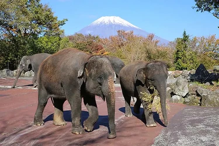 富士野生動物園|搭乘叢林巴士+動物餵食