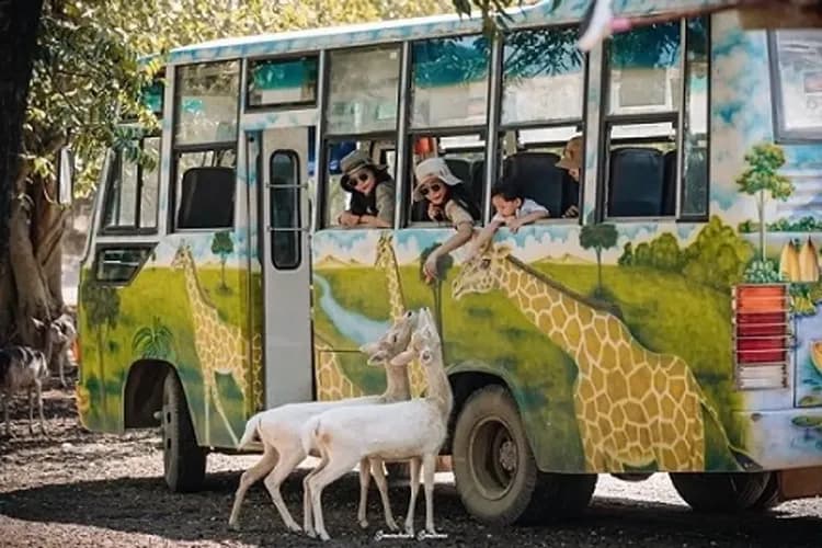 北碧賽福瑞動物園Safari Park-賽福瑞遇見長頸鹿(不含斑馬車拍照)