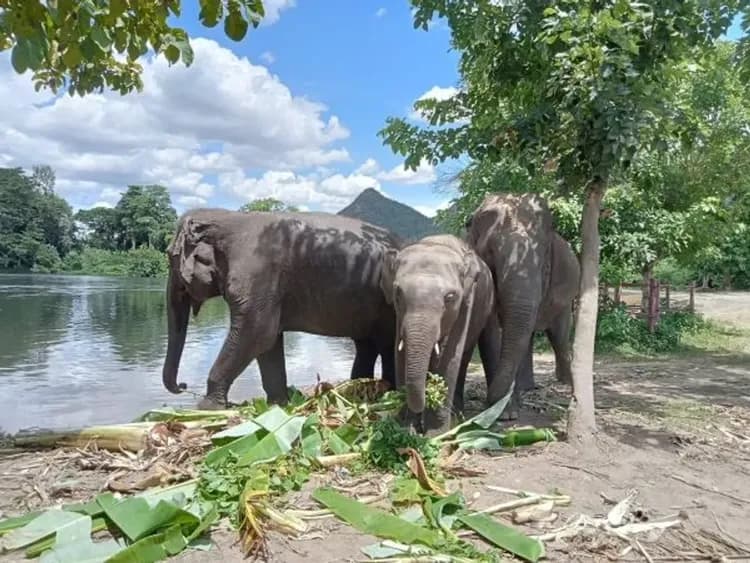 叢林遊蹤三合一(竹筏漂流、騎大象、與象共浴)