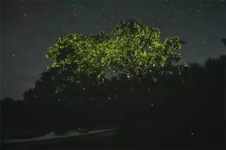 安帕瓦漫遊去(夜賞螢火蟲)