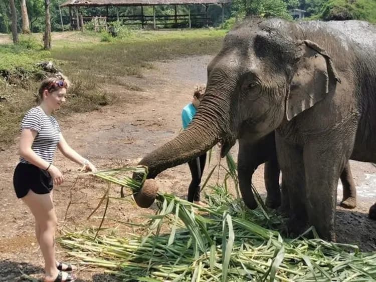 叢林遊蹤三合一(竹筏漂流、騎大象、與象共浴)