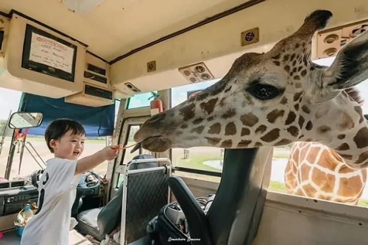 北碧賽福瑞動物園Safari Park-賽福瑞遇見長頸鹿(不含斑馬車拍照)
