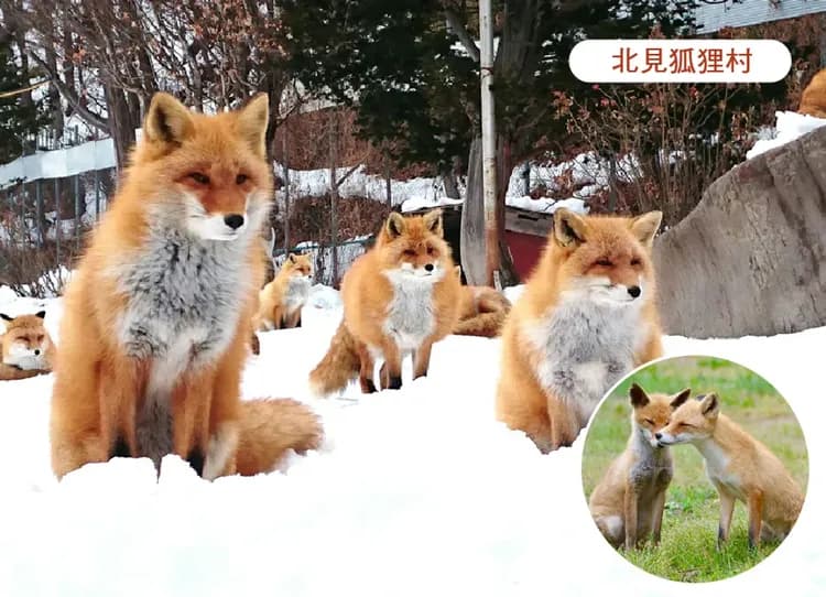 早鳥折兩千【雪國物語】北海道破冰船三溫泉5日.然別湖冰上村.冰杯DIY.企鵝遊行.可愛狐狸.阿寒湖雪上活動.小樽運河-7