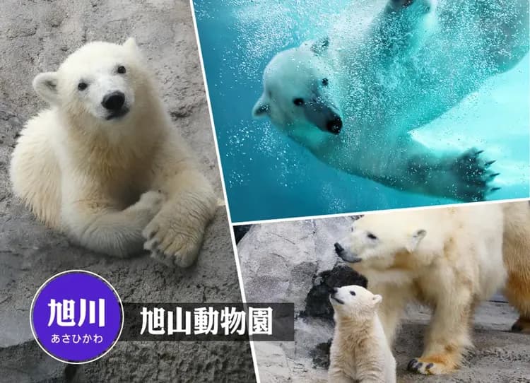 早鳥折兩千【雪國物語】北海道破冰船三溫泉5日.然別湖冰上村.冰杯DIY.企鵝遊行.可愛狐狸.阿寒湖雪上活動.小樽運河-5