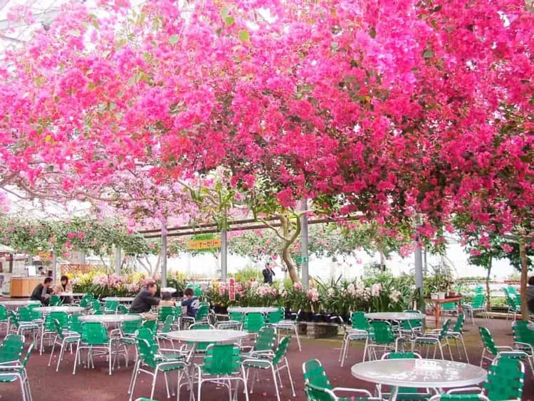 松山四國~松山城纜車、仁淀川屋型船、名園名景漫遊、西島採果樂五日-10