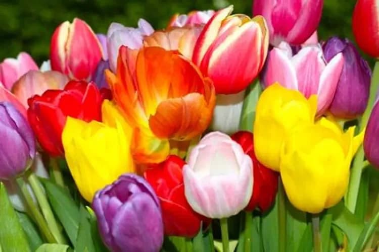 庫肯霍夫鬱金香花園:2025年3月20日至5月11日