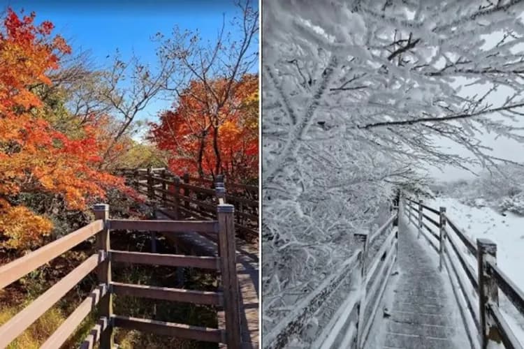 漢拏山1100高地-漢拏山1100高地(秋楓、冬雪)