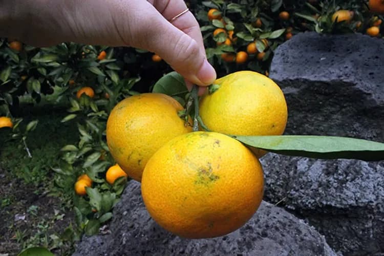 採橘子體驗-冬季限定:採橘子(送每人5顆橘子)