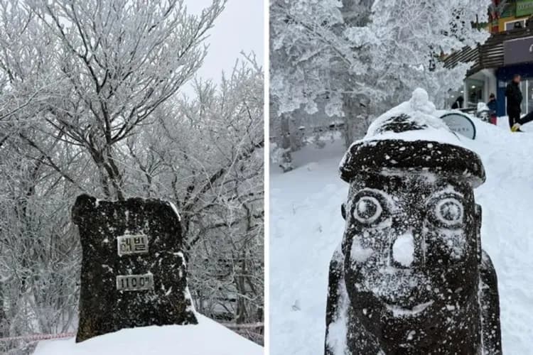 漢拏山1100高地-漢拏山1100高地(秋楓、冬雪)