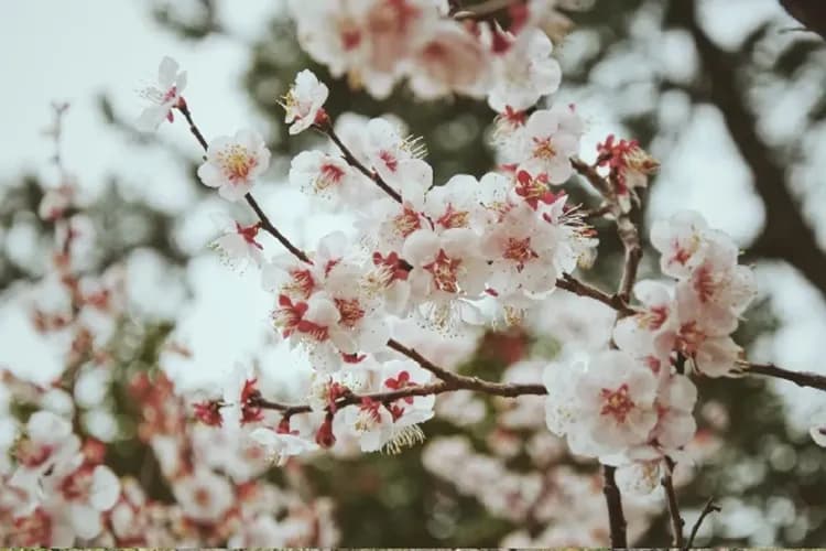 濟州Norimae梅花公園(梅花節)-Norimae梅花公園(梅花慶典)