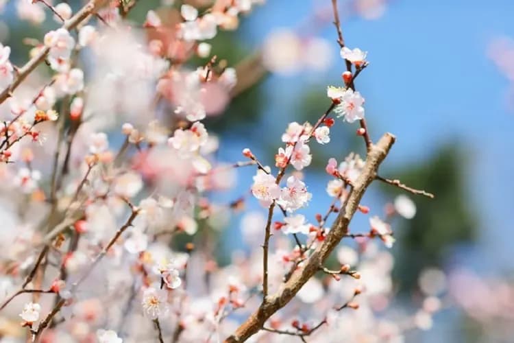 濟州Norimae梅花公園(梅花節)-Norimae梅花公園(梅花慶典)