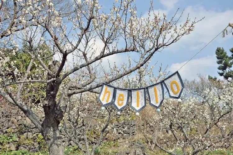 濟州Norimae梅花公園(梅花節)-Norimae梅花公園(梅花慶典)