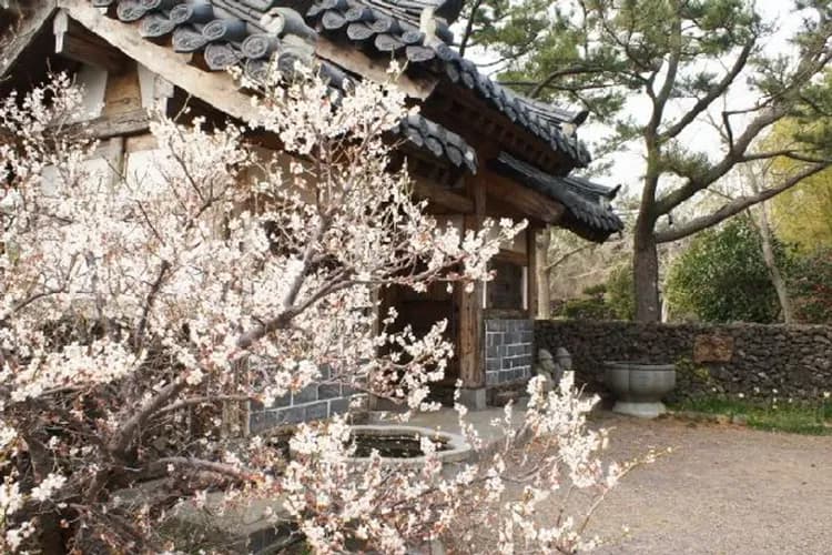 濟州Norimae梅花公園(梅花節)-Norimae梅花公園(梅花慶典)