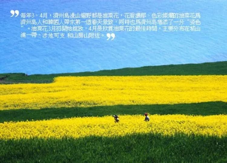 濟州-油菜花季(季節限定2月中~4月底)-黃金油菜花(2~4月季節限定)