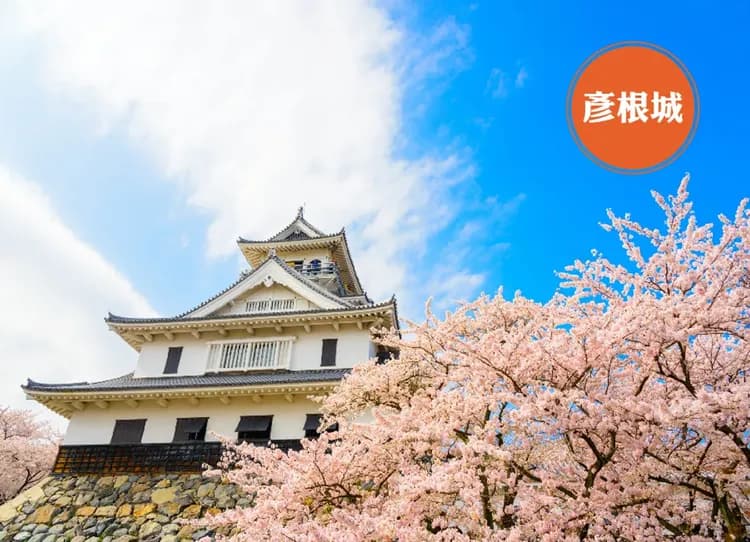 北陸松川櫻吹雪雙溫泉5日.保住五星希爾頓.四季彩館.松川遊船櫻花隧道.隈研吾花見茶屋.金箔冰淇淋.合掌村-8