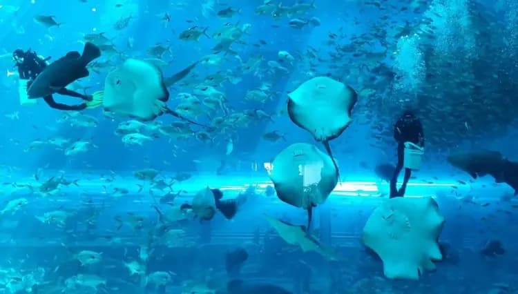 水族館圖片