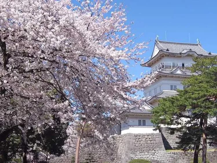 圖片來自官方網站-小田原城跡(櫻花百選;不上天守閣)