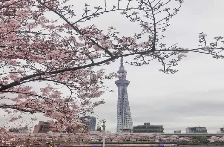 KHH東京櫻花戀~日本櫻花百選、迪士尼樂園、鐮倉古都江之島、淺草觀音寺五日-8