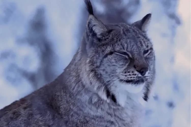 極地野生動物園Polar Park-極地野生動物園