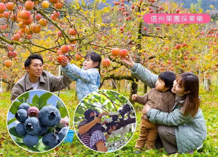 【第二人折兩千】北陸立山黑部雙溫泉6日.保住希爾頓.牧歌之里花海.白川鄉合掌村.兼六園.採果樂.秘境上高地.螃蟹吃到飽-8