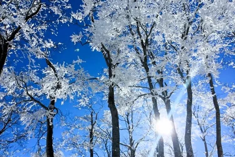 藏王中央纜車(冬季限定霧冰)