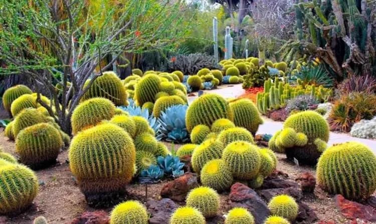 沙漠植物園-鳳凰城漫遊